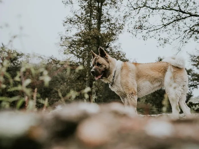 Akita