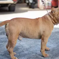 American Bully