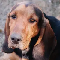 American English Coonhound