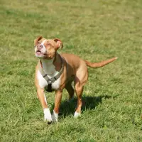 American Pit Bull Terrier