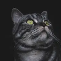 American Shorthair