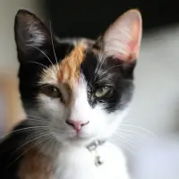 American Wirehair