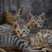 Arabian Mau