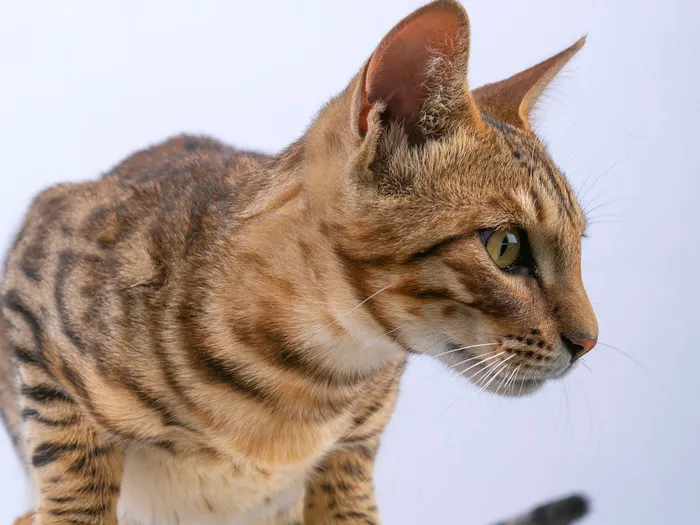 Bengal