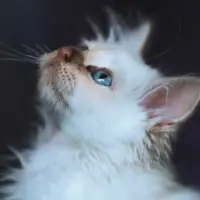 Birman