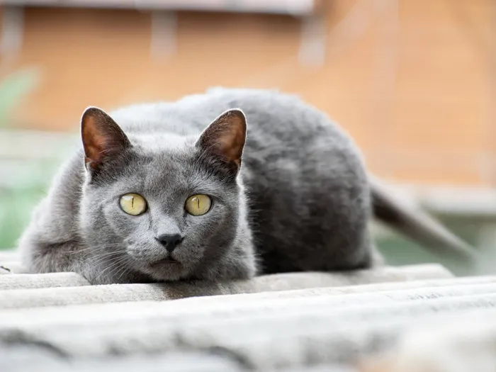 Chartreux