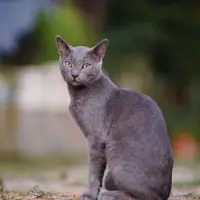 Chat Égéen