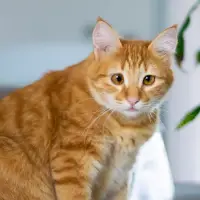 Chausie
