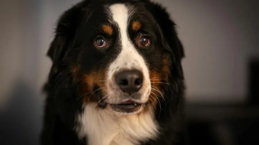 Races de chiens incompatibles avec les chats , ce que l'instinct ne pardonne pas