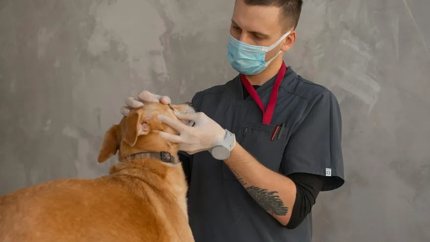 Sarcome histiocytaire chien , un cancer agressif qui frappe surtout certaines ra