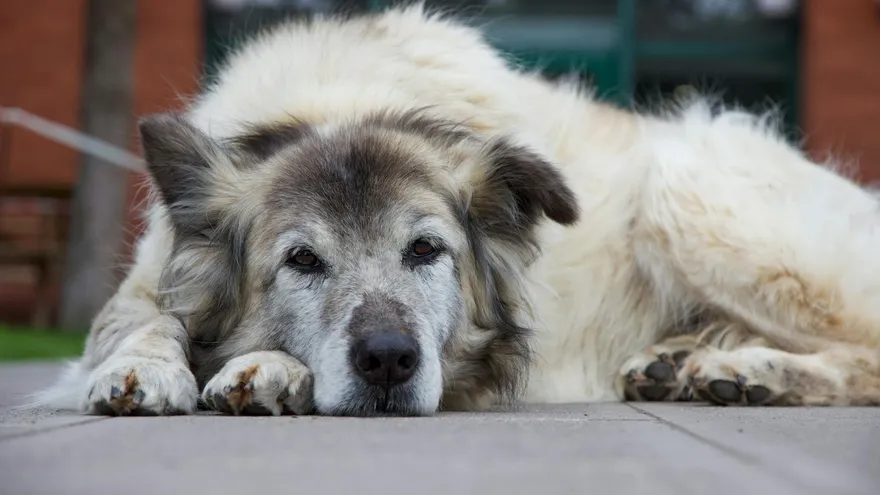 Signes d'un chien qui va bientôt mourir , ce que votre animal essaie de vous dir