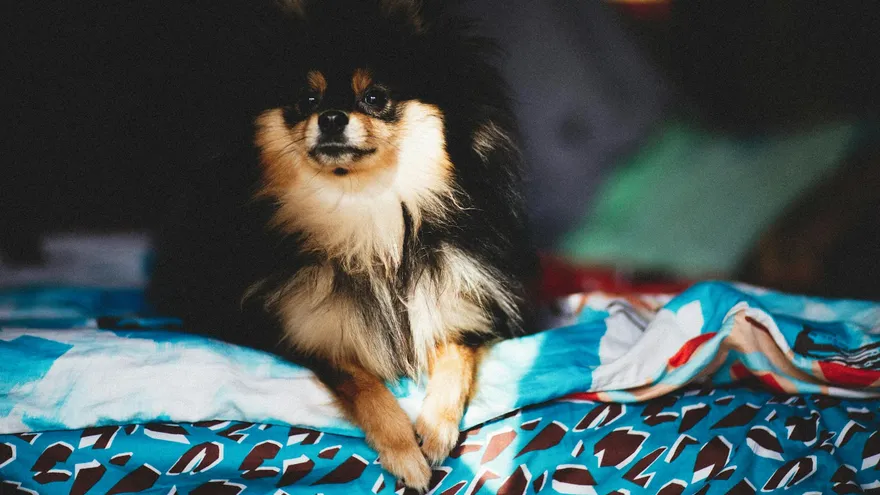 Tapis rafraîchissant pour chien , le guide pour choisir sans se tromper