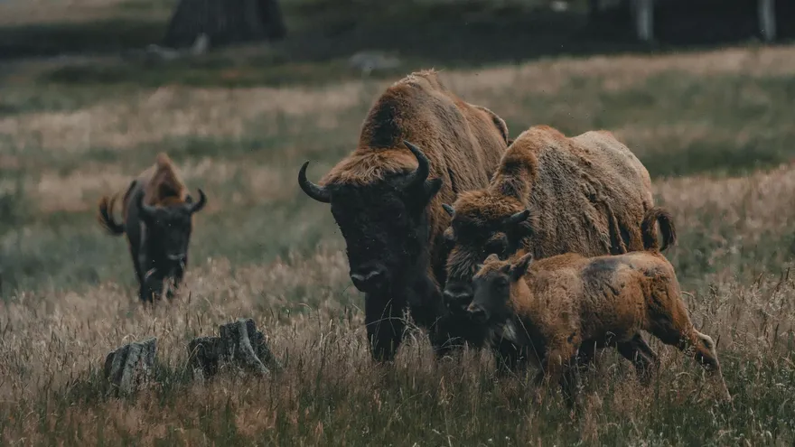 Tous les animaux en B, des plus connus aux plus surprenants