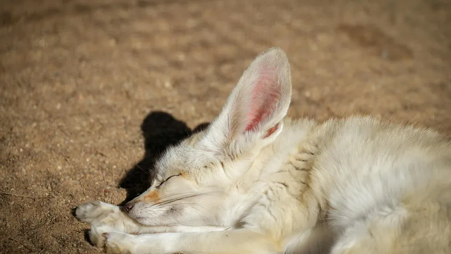 Tous les animaux en F qui méritent vraiment qu'on s'y arrête