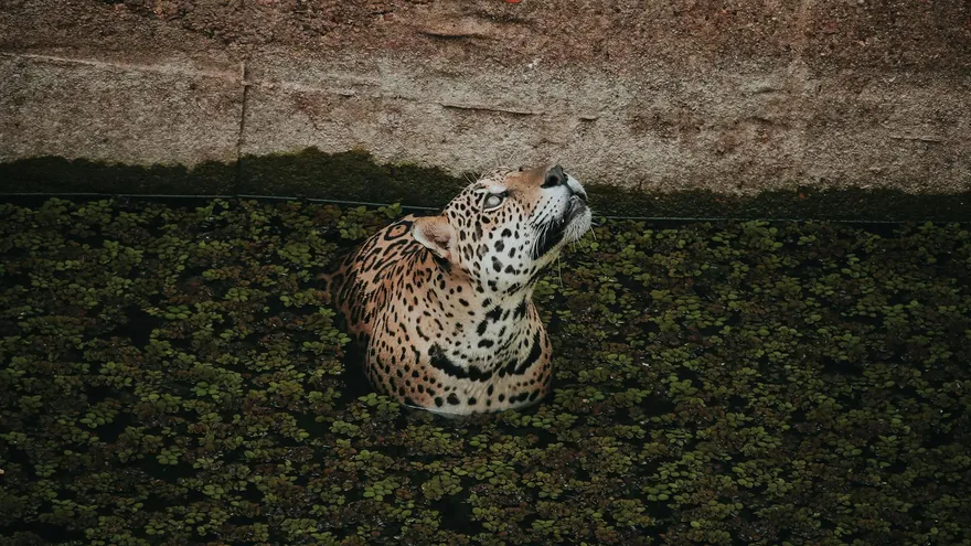 Tous les animaux en J que la nature a inventés, du jaguar au jerboa