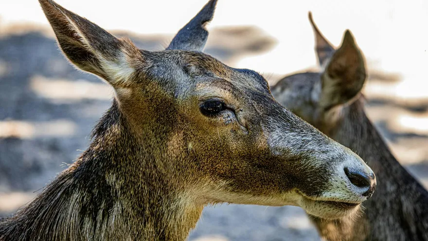 Tous les animaux en M que vous devriez connaître, des plus communs aux plus inso
