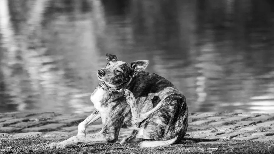Traitement naturel dermatite atopique chien , soulager vraiment sans tout chimis