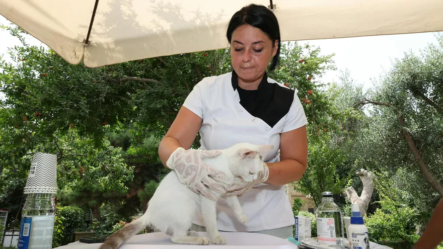 Vers chez le chat , identifier, traiter et prévenir une infestation parasitaire