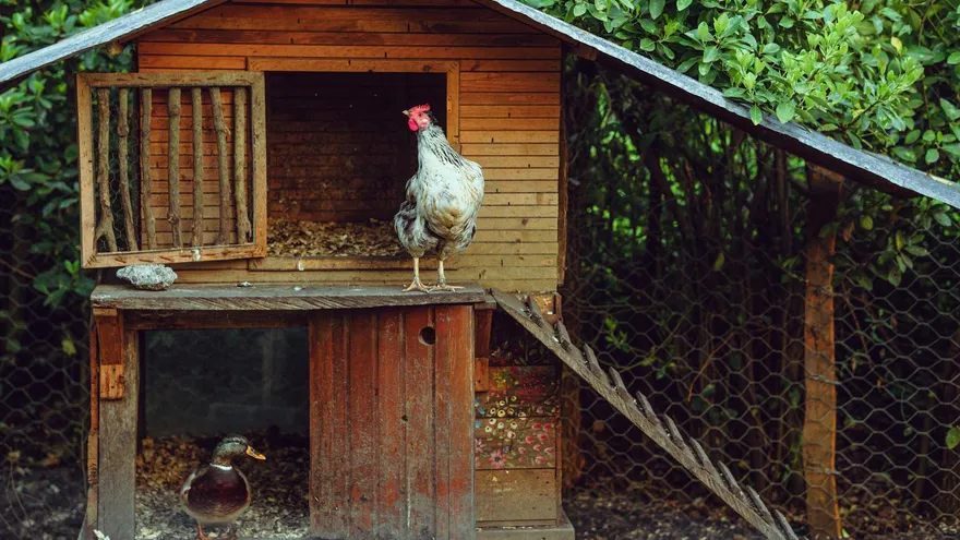 Votre chien a mangé une poule , punition, prévention et ce que recommandent vrai